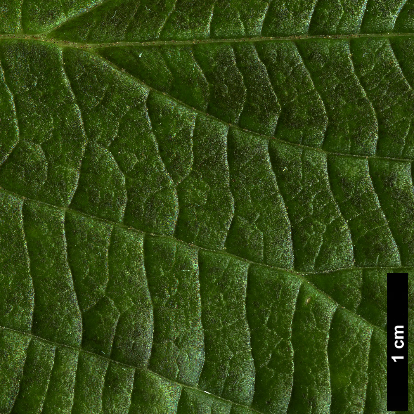 High resolution image: Family: Adoxaceae - Genus: Viburnum - Taxon: nervosum